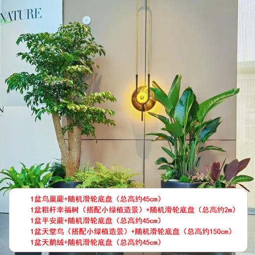 【绿植组合】大富启源-5盆植物幸福树天堂鸟鸟巢蕨组合公司商场别墅大型绿植盆栽摆放送货上门 商品图1