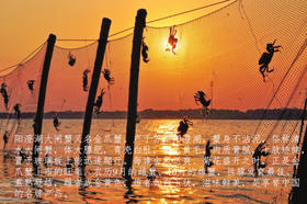  膏肥味美的阳澄湖大闸蟹是怎样养成的 