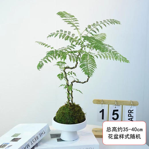 蓝花楹盆栽-1盆网红绿植客厅室内桌面鲜活植物四季好养极简风装饰盆景摆件 商品图0