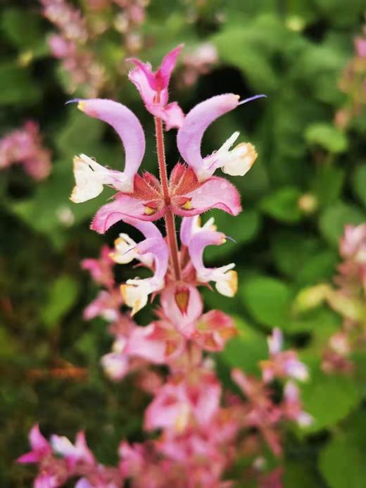 紫苏花盘扣胸针○芳意旗袍○芳意旗袍 商品图3