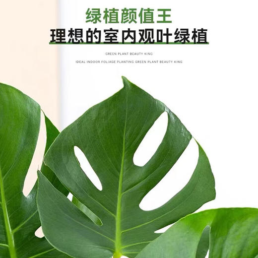 【网红新品】龟背竹水培盆栽-1盆水培植物老桩大叶龟背竹净化空气室内北欧风观叶绿植耐阴好养植物 商品图1