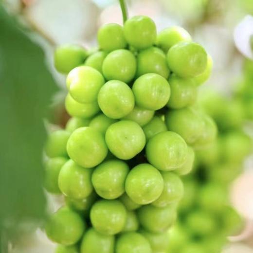 贵族葡萄双拼！【阳光玫瑰+妮娜皇后】送礼首选！ 大理宾川葡萄 享受多重舌尖体验 商品图0