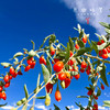 有机枸杞汁（成都仓库-顺丰快递）|多种规格，来自青海海西，生产者：大漠红【合作生产，公平贸易】 商品缩略图8