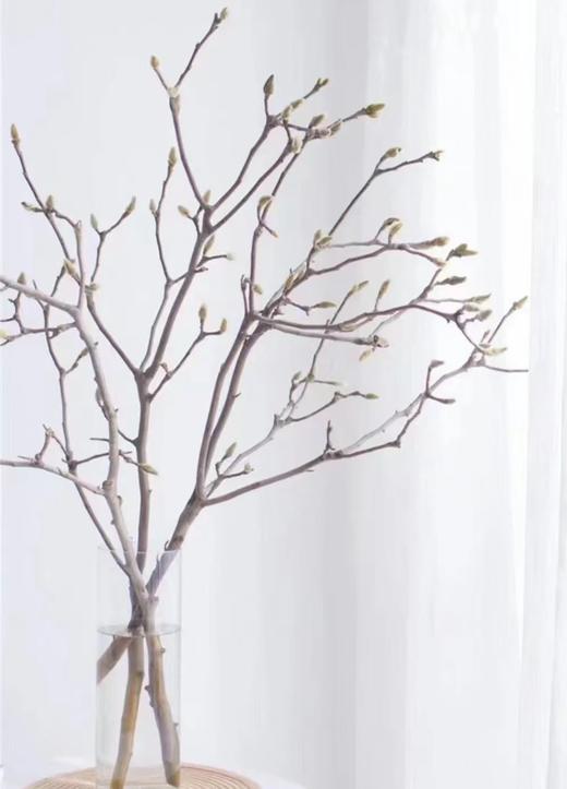 【真挚-的爱】玉兰枝  约2-3支/扎（经典摆设） 商品图0