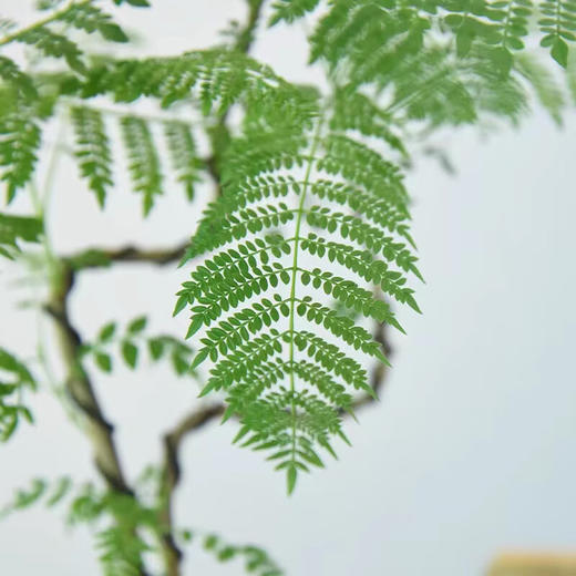 蓝花楹盆栽-1盆网红绿植客厅室内桌面鲜活植物四季好养极简风装饰盆景摆件 商品图1