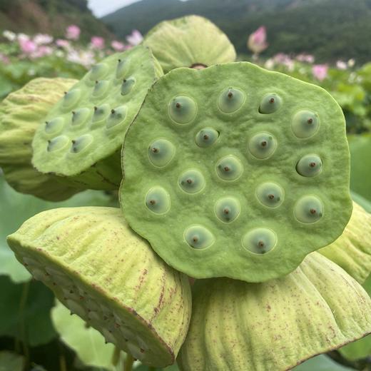 郧阳区安阳新鲜莲蓬 商品图2