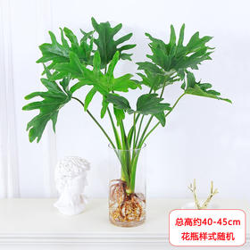 【网红新品】春羽水培盆栽-1盆北欧风简约水培植物净化空气室内观叶耐阴好养绿植