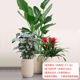 3盆植物组合-天堂鸟鸿运当头飞羽竹芋组合公司办公室商场别墅大型绿植盆栽摆放送货上门