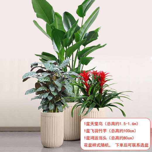 3盆植物组合-天堂鸟鸿运当头飞羽竹芋组合公司办公室商场别墅大型绿植盆栽摆放送货上门 商品图0