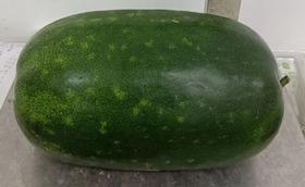 农场自产小冬瓜1000G （商）