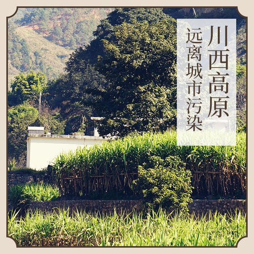 【临期】【经期伴侣】高原甘蔗红糖 古法熬制  罐装便携装（2026年2月到期） 商品图4