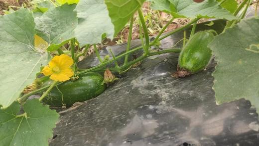 农场自产小冬瓜1000G （商） 商品图2