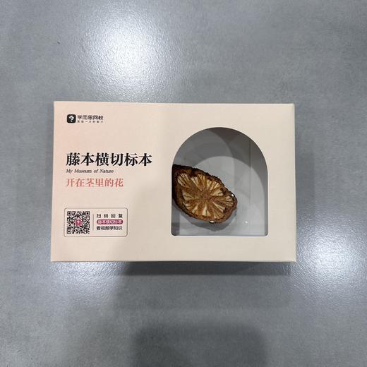 【学而思自然博物】6-12岁适用 海洋、陆地2个主题 直播课+礼盒珍宝 商品图6