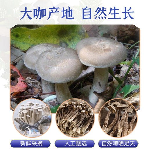 施言稀鹿茸菇250克/袋 商品图1
