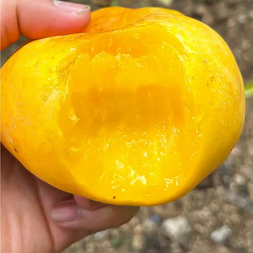 【秒杀】沂蒙山彩虹油蟠桃3斤装（约7-12个） 商品图0