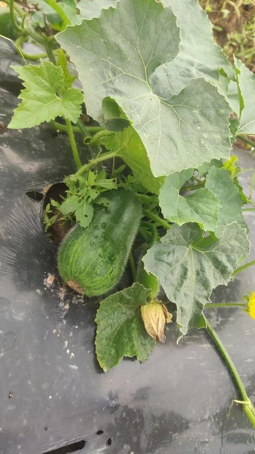 农场自产小冬瓜1000G （商） 商品图1