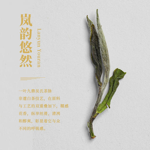 福鼎白茶 | 2023年一叶九鼎 大洋山 高山岚韵牡丹 特级白牡丹 500g 商品图2