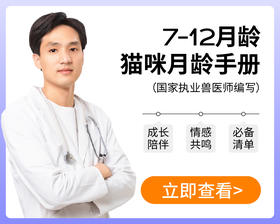 7-12月龄猫咪成长指南