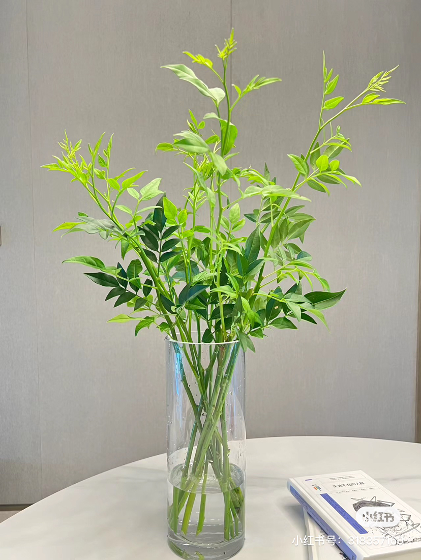 国产花材-【九星叶】