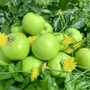 【新品】云南高原青苹果 商品缩略图2