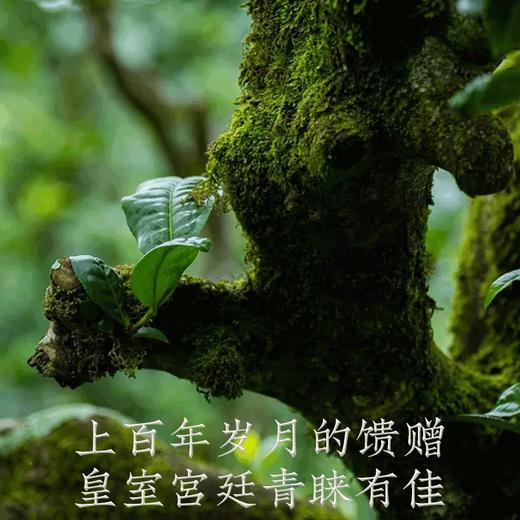 2007年曼松普洱熟茶-吉顺号高端古树普洱熟茶砖100g 商品图7