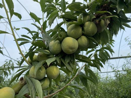 四川 蜂糖李【预售 28号左右发货】 商品图5