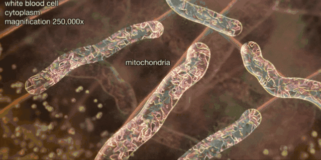 它是“天然胰岛素”！每天1粒，告别高血糖、远离并发症，血管干净人长寿