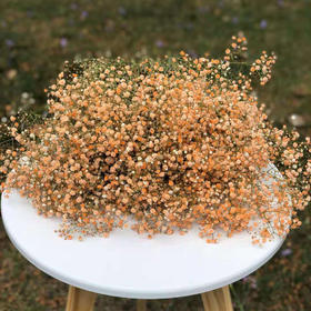 满天星 橙色 0.5kg/扎 颜色深浅略有差异 以实物为准 云南基地发货（价格已包含包装费用） 运费以实际为准，多退少补。