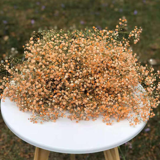 满天星 橙色 0.5kg/扎 颜色深浅略有差异 以实物为准 云南基地发货（价格已包含包装费用） 运费以实际为准，多退少补。 商品图0