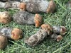 美味牛肝菌 商品缩略图2