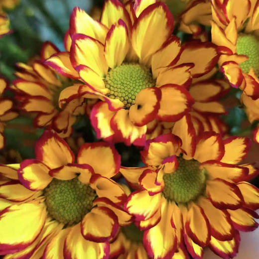 小菊 罗马假日 10支/扎 颜色深浅略有差异 以实物为准 云南基地发货（价格已包含包装费用） 商品图0