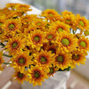 小菊 橘星  10支/扎 颜色深浅略有差异 以实物为准 云南基地发货（价格已包含包装费用） 商品缩略图0