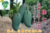 广西田东桂七芒果10斤（大果） 商品缩略图2