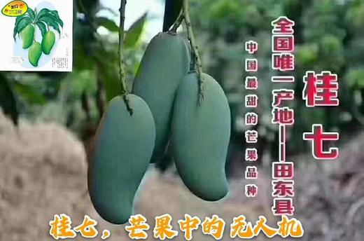 广西田东桂七芒果10斤（大果） 商品图2