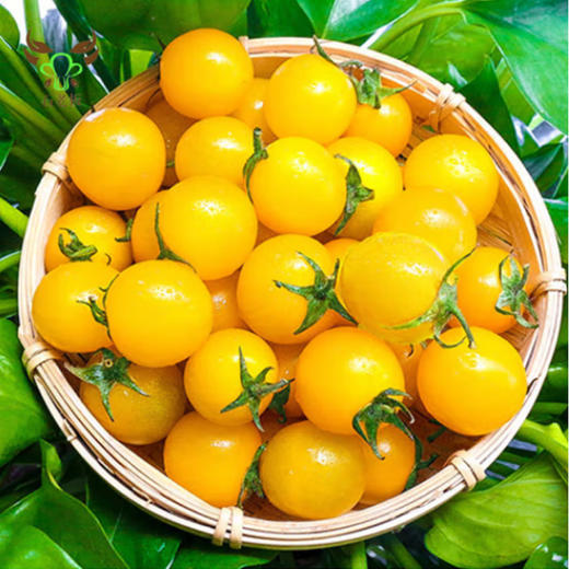 千禧番茄【约500g】 商品图1