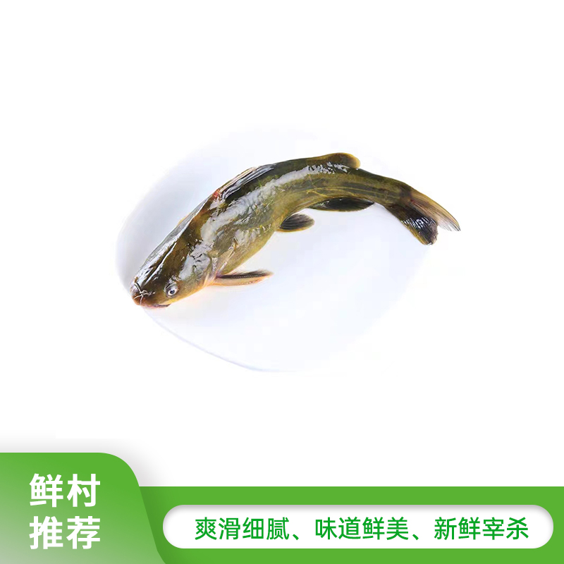 昂刺鱼  清膛前700g-750g【约3-4条】