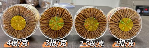 【高品质定制款】那曲  干冬虫夏草 商品图2