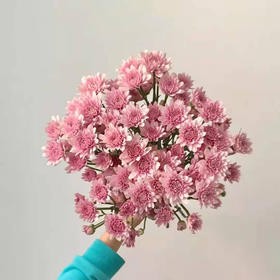 小菊 汉城粉 10支/扎 颜色深浅略有差异 以实物为准 云南基地发货（价格已包含包装费用）