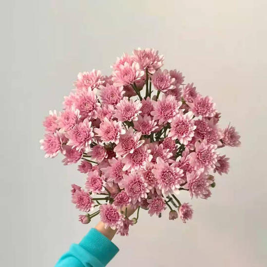 小菊 汉城粉 10支/扎 颜色深浅略有差异 以实物为准 云南基地发货（价格已包含包装费用） 商品图0