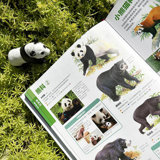 小学馆大百科：哺乳动物 商品图4