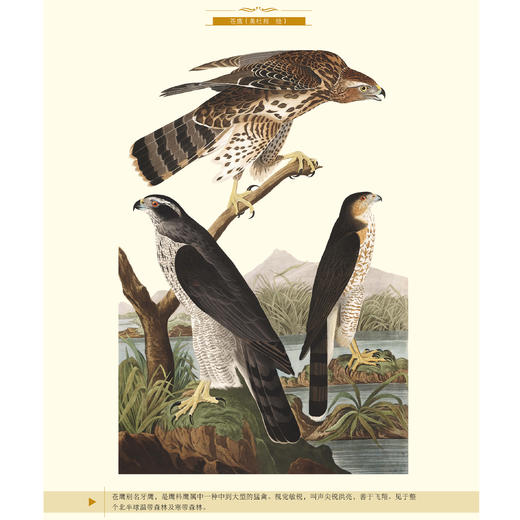 “少儿万有经典文库”系列（全19册） 少儿彩绘版【新版】 商品图6