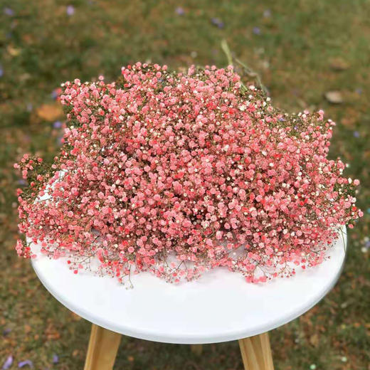 满天星 西瓜红 0.5kg/扎 颜色深浅略有差异 以实物为准 云南基地发货（价格已包含包装费用） 运费以实际为准，多退少补。 商品图0