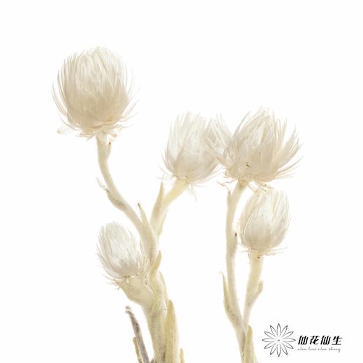 南非花材 | 蜡菊Natural White 商品图0