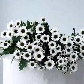 小菊  阴阳白  10支/扎 颜色深浅略有差异 以实物为准 云南基地发货（价格已包含包装费用）