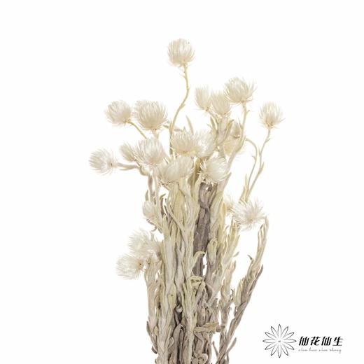 南非花材 | 蜡菊Natural White 商品图1