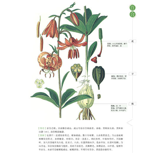 《山海经：少儿彩绘版》+《本草纲目：少儿彩绘版》（共2册）【新版】 商品图4