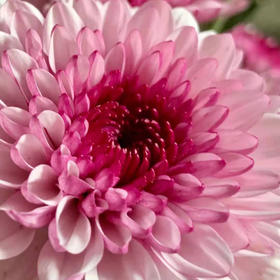 小菊 粉丹特10支/扎 颜色深浅略有差异 以实物为准 云南基地发货（价格已包含包装费用）