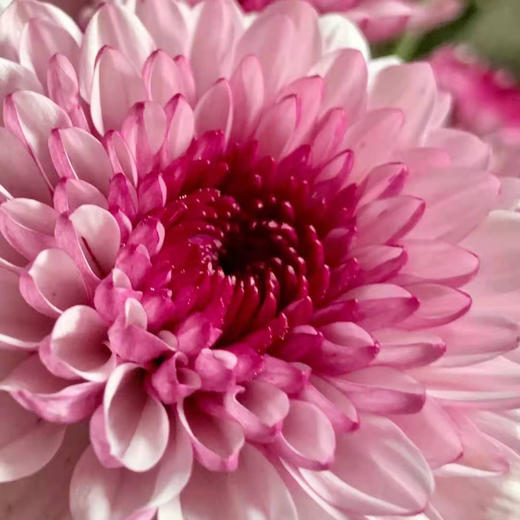 小菊 粉丹特10支/扎 颜色深浅略有差异 以实物为准 云南基地发货（价格已包含包装费用） 商品图0