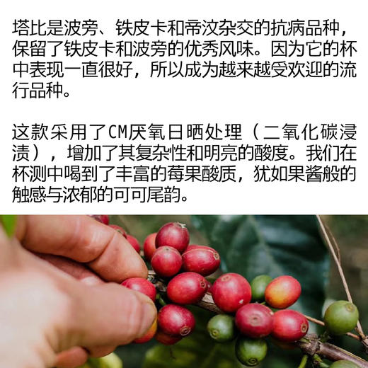 哥伦比亚路易莎塔比CM日晒 单品手冲咖啡豆 商品图2