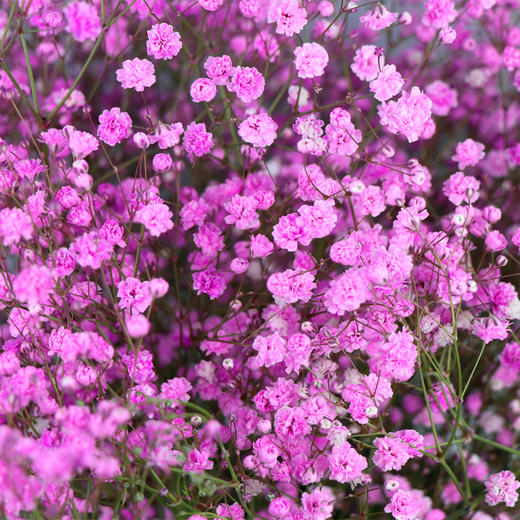 满天星 粉色 0.5kg/扎 颜色深浅略有差异 以实物为准 云南基地发货（价格已包含包装费用） 运费以实际为准，多退少补。 商品图0